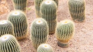 Cacti in desert garden
