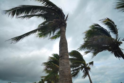 Palm Trees swaying in Hurricane
