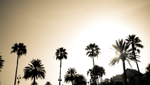 California palm trees over sunset