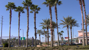 Palm trees in florida