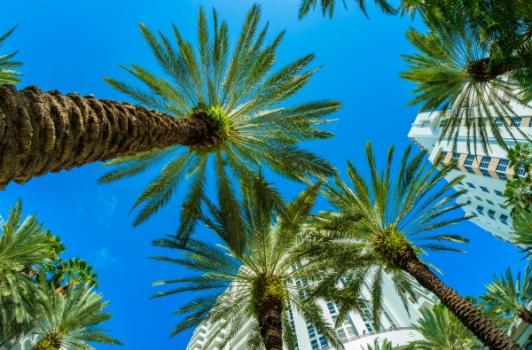 Insurance Executives Become Billionaires in Risky Florida Market Miami Florida Palm Trees Buildings